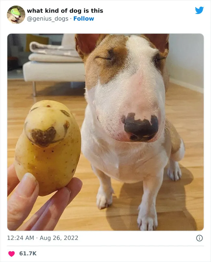 Картошка-клон.