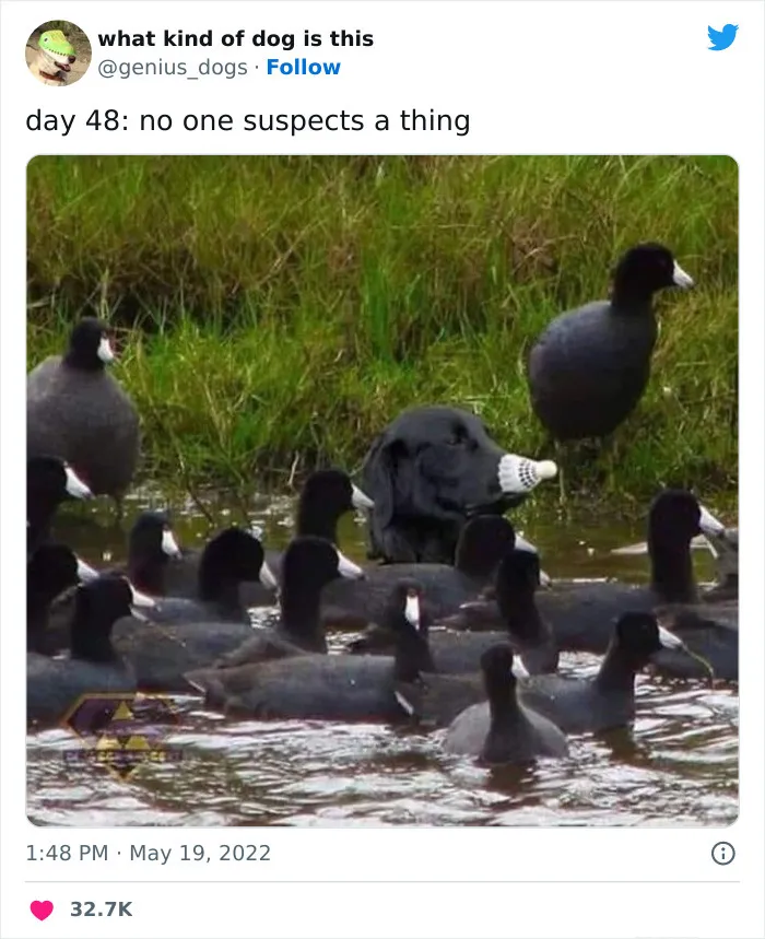 День 48: никто ничего не подозревает.