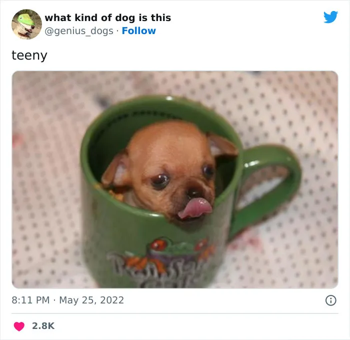 Кружечный песик.