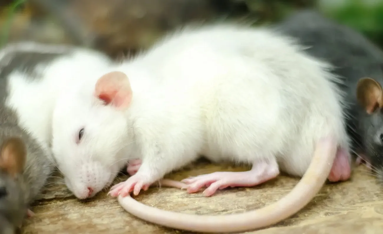 Крысы обычно не впадают в сонное оцепенение, но это состояние удалось вызвать искусственно.