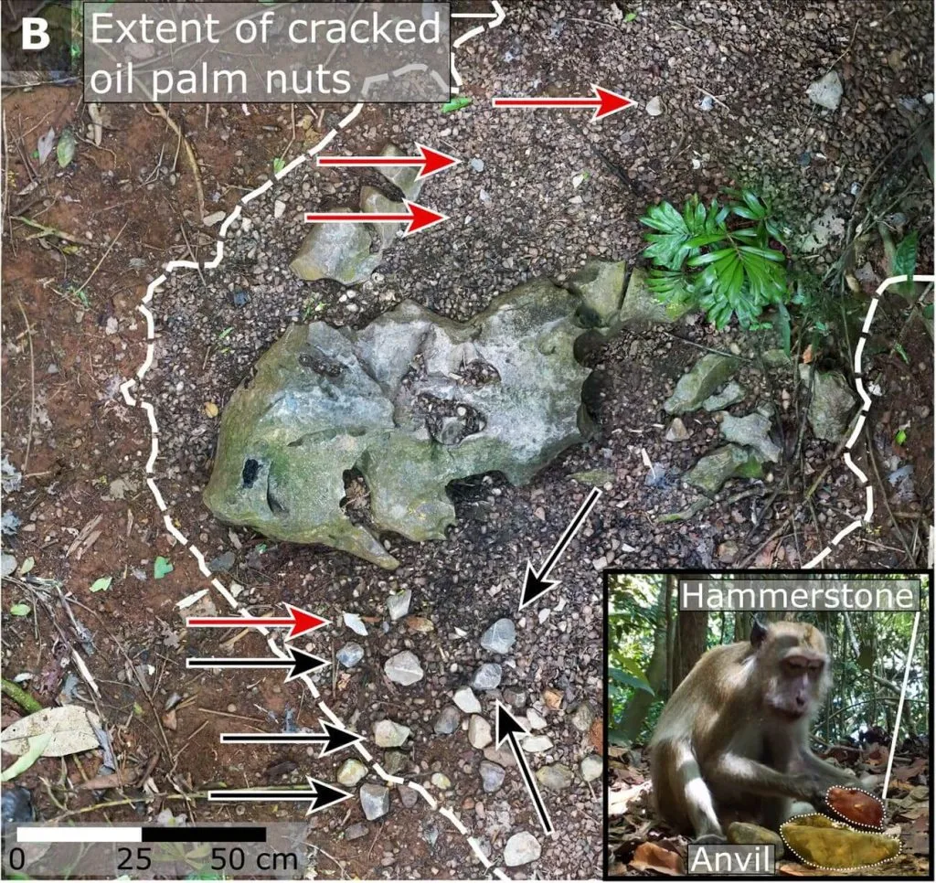 Осколки, очень похожие на каменные отщепы, остаются, когда макаки разбивают орехи.