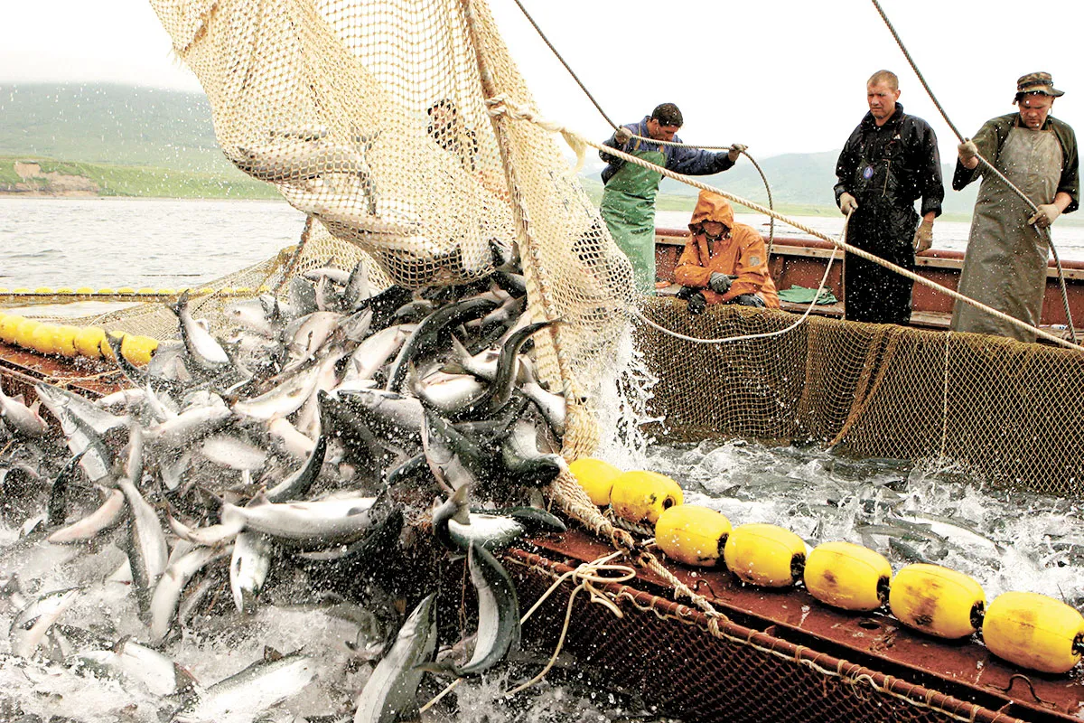 Лов рыбы разрешение. Дальний Восток рыболовный промысел. Рыбопромышленный комплекс дальнего Востока. Добыча рыбы. Промышленный лов рыбы.