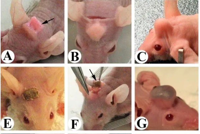 Оленьи рога у лабораторной мыши.