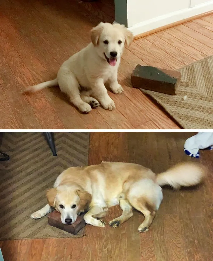 Любимая игрушка моей собаки — кирпич.