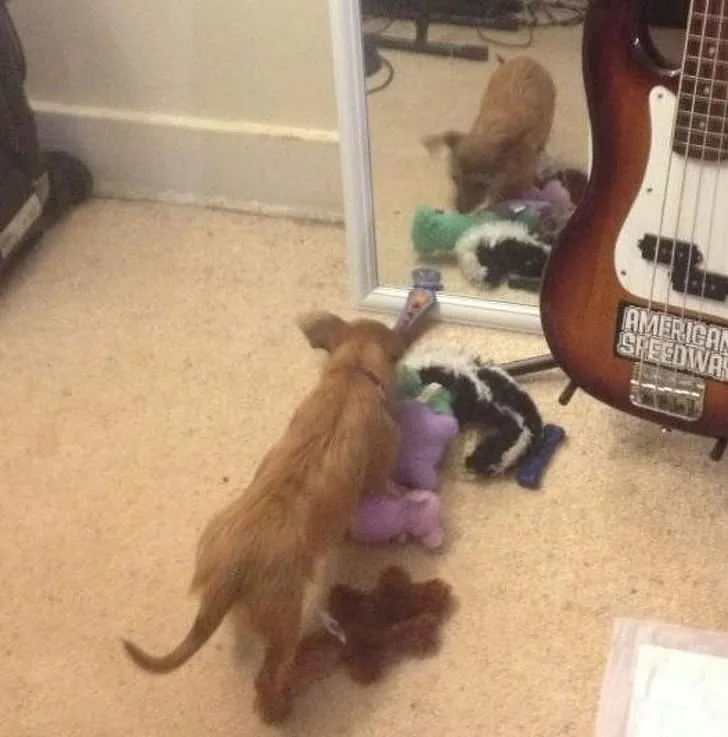 «Она принесла все свои игрушки, чтобы собачка из зеркала могла с ними поиграть».