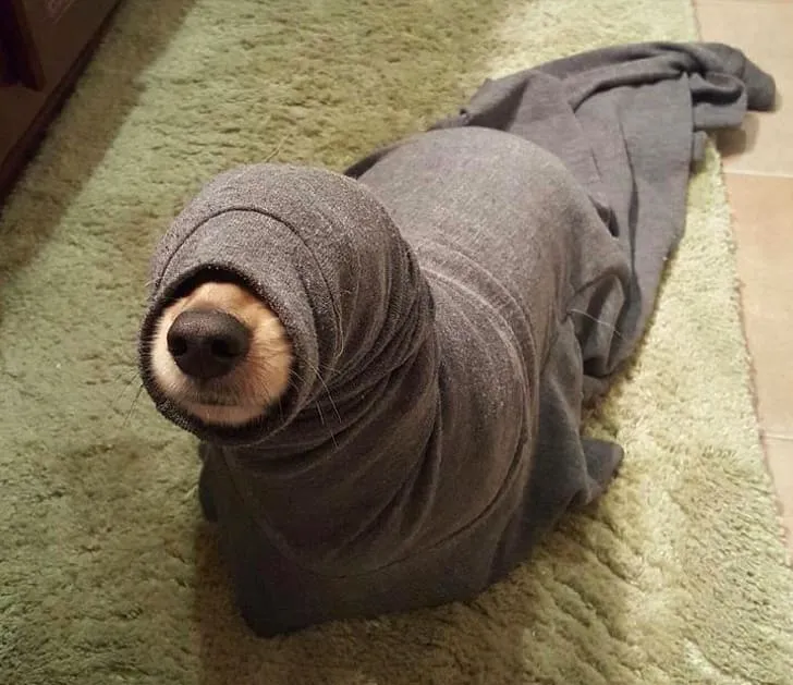 «Нашел в ванной гигантскую гусеницу».