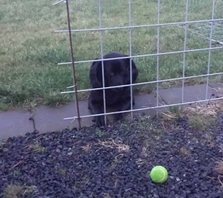 «Он думает, что теперь мяч не достать».