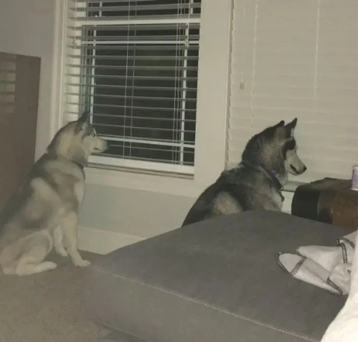 «Ну хоть один наш пес не совсем дуралей».