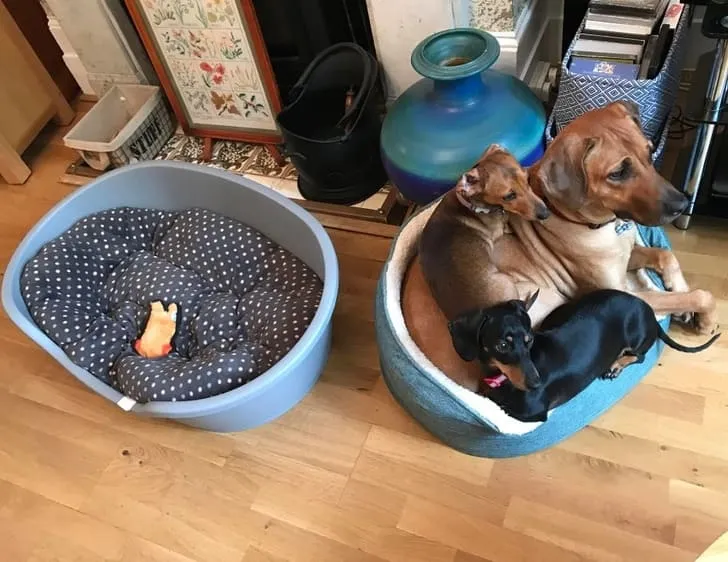 «Просто они очень любят друг друга».