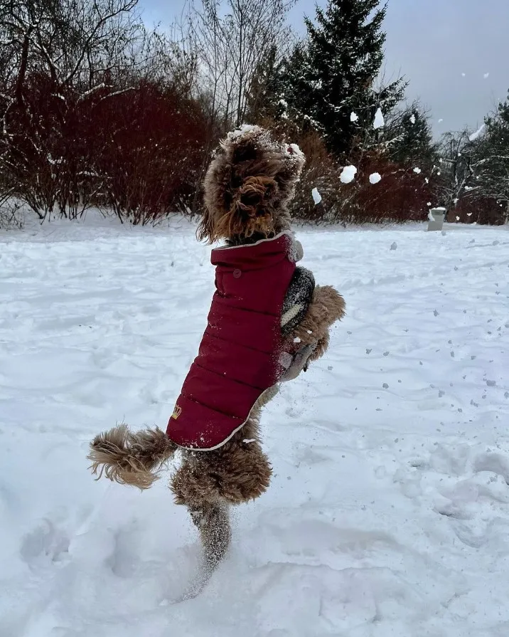 «Мой пес очень любит ловить снежинки».