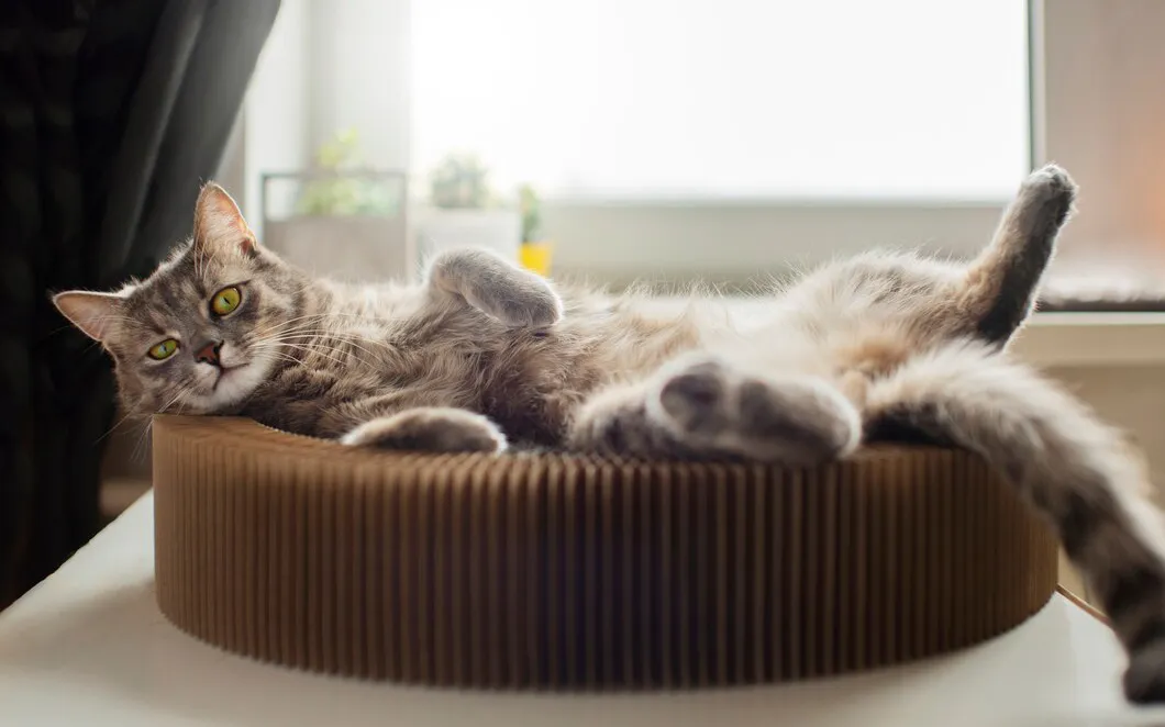 Обеспечьте питомцу альтернативное место для сна.