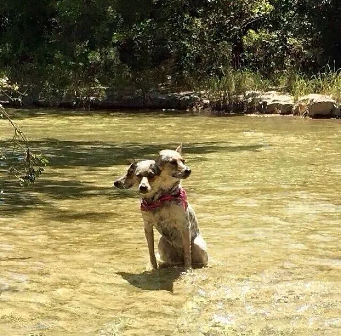 «Моя собака сдвинулась, когда я делал панорамный снимок, и теперь она Цербер».