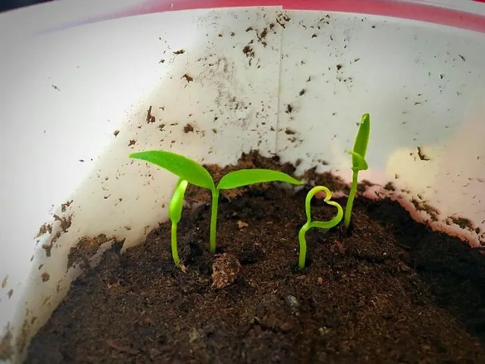 «Один из моих саженцев халапеньо признался мне в любви».