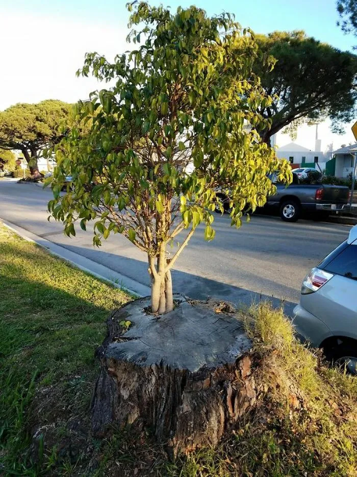 Дерево, растящее из другого дерева.