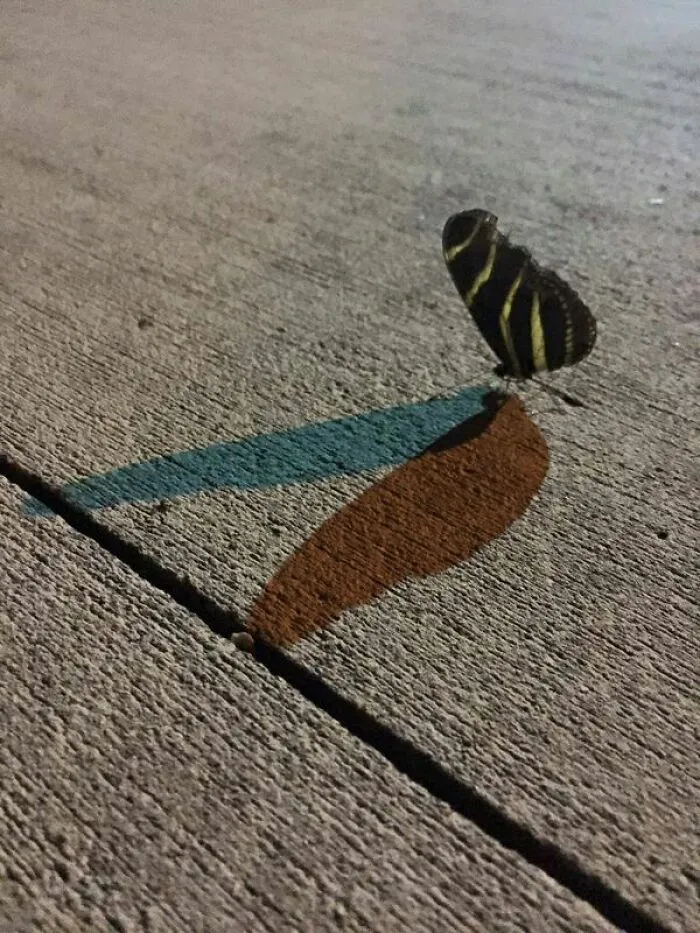 У этой бабочки есть как синяя, так и красная тень от одного источника света.