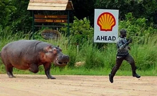Бегемоты могут бегать по суше со скоростью 30 км/ч и ежегодно убивают около 3000 человек.