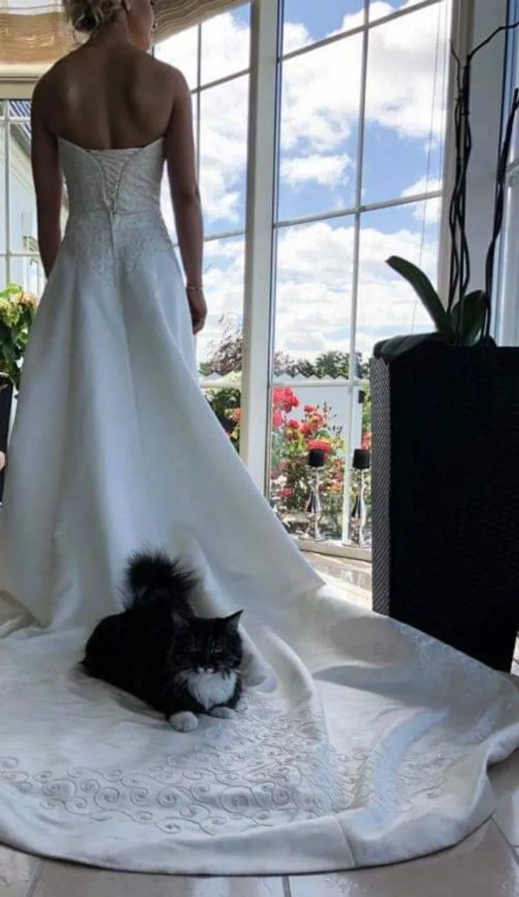 Кот очень хотел быть на свадебных фото.