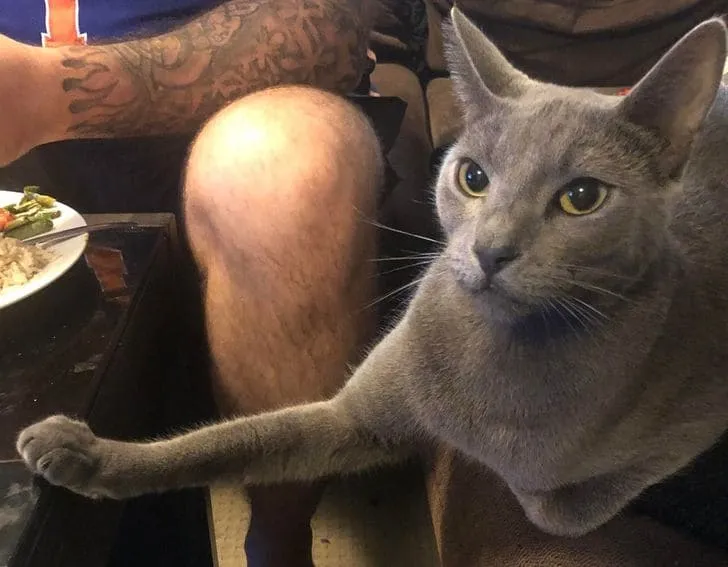 «Ему нельзя на стол, поэтому он делает так».