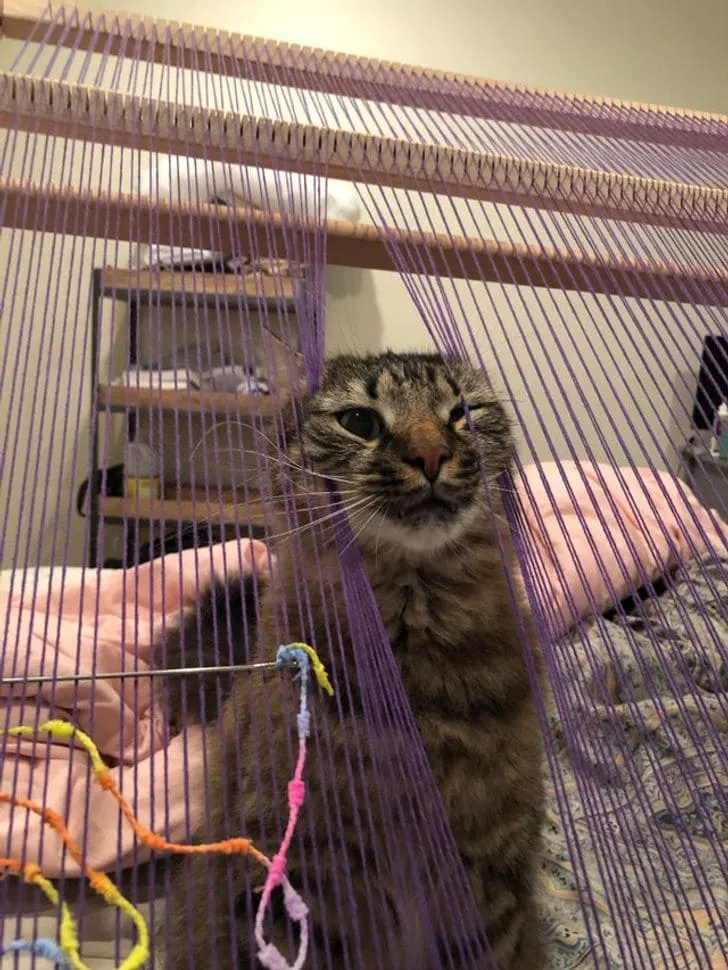 «Мой кот очень откровенно показывает мне, что я не уделяю ему достаточно внимания, пока плету».