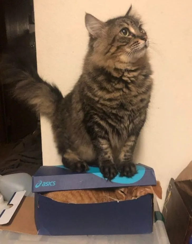 «Люди, теперь у вас один кот».