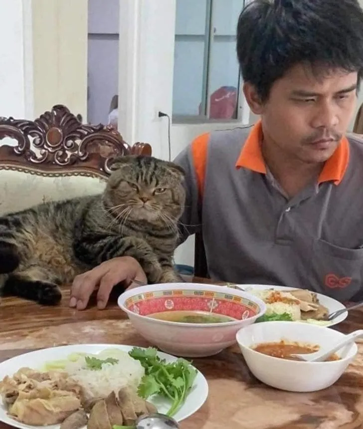 «Так выглядит „лицо“ кошки, которая успешно увела моего мужа».