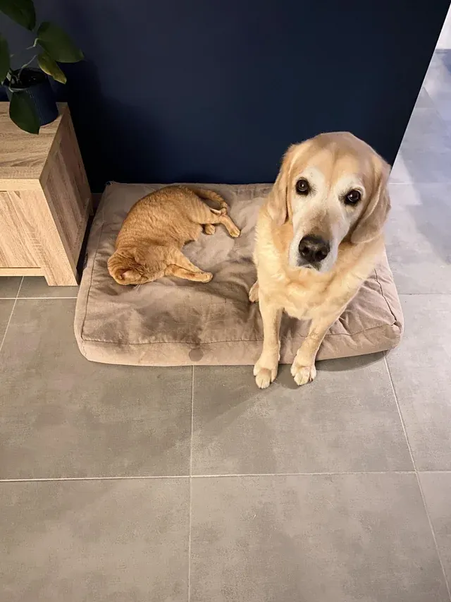 «Они учатся делиться. Хотя нам часто приходится напоминать, что это все-таки кровать щенка».