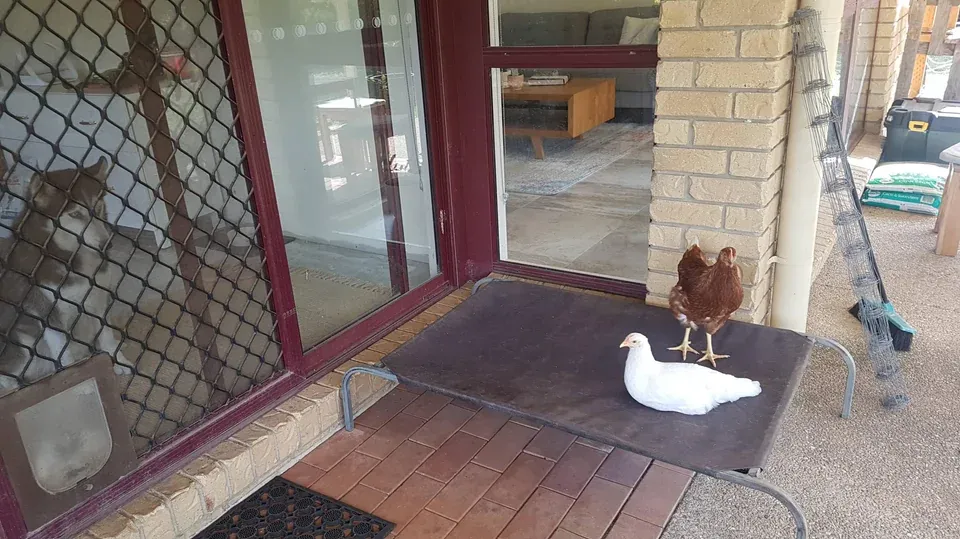 Его лежанку заняли курицы.