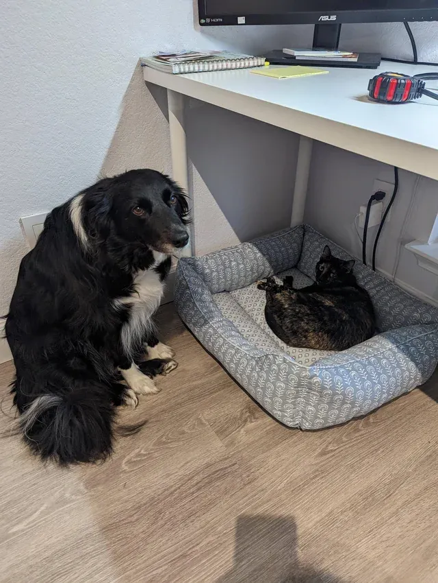 «Кики слишком удобно, чтобы вернуть Пайпер ее кровать».