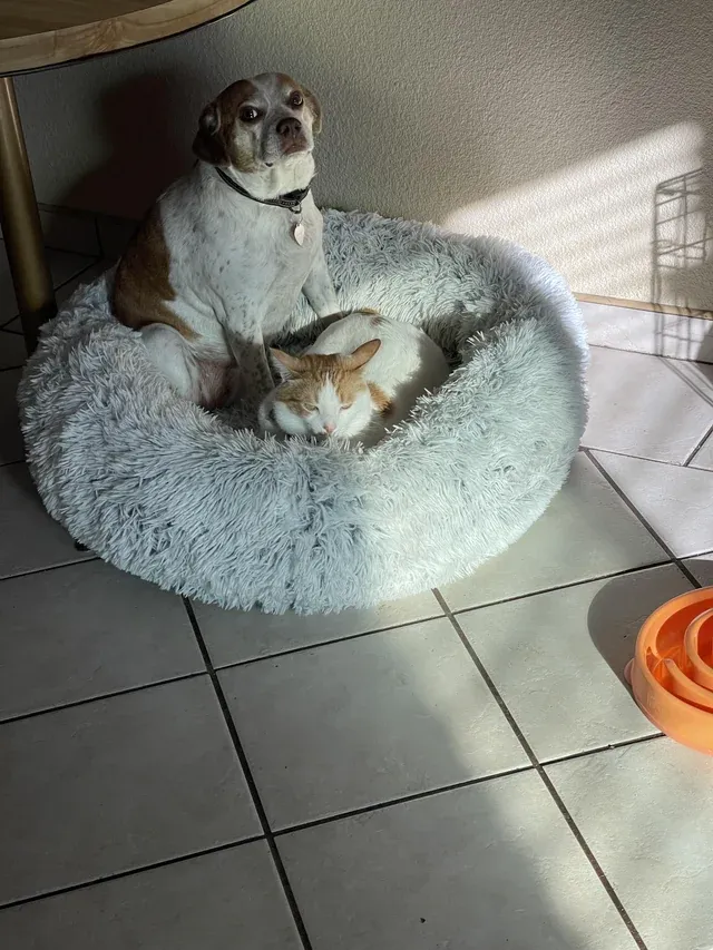 «Этот печальный взгляд».