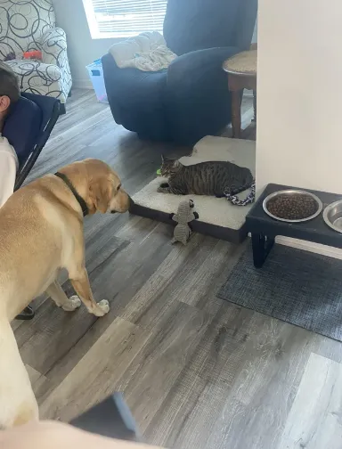 «Он предлагает ей игрушки в обмен на кровать».