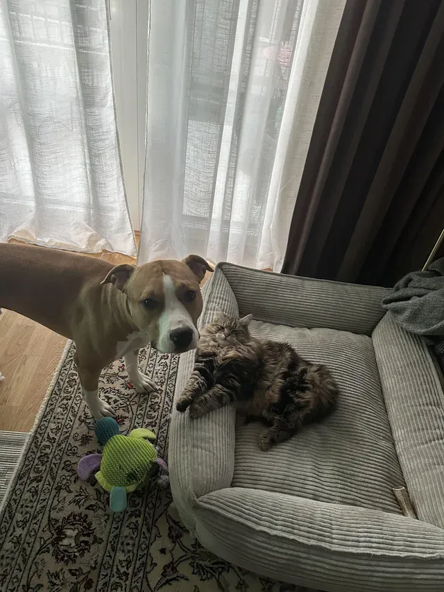 «Бэтмен и довольный Мэйсон».