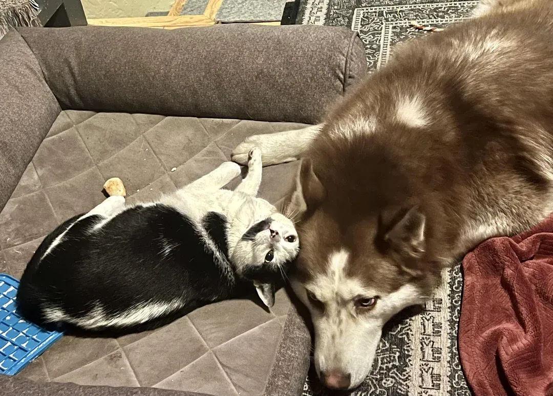 «Она так гордится собой. Бедный Борис».