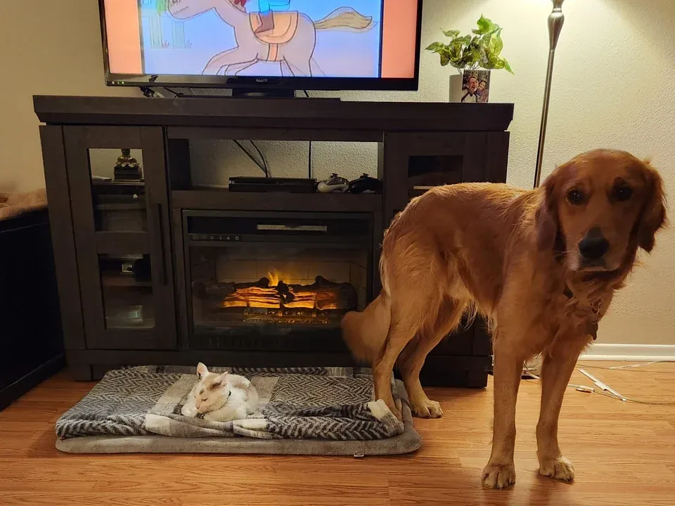 «Он понятия не имеет, что делать в этой ситуации».