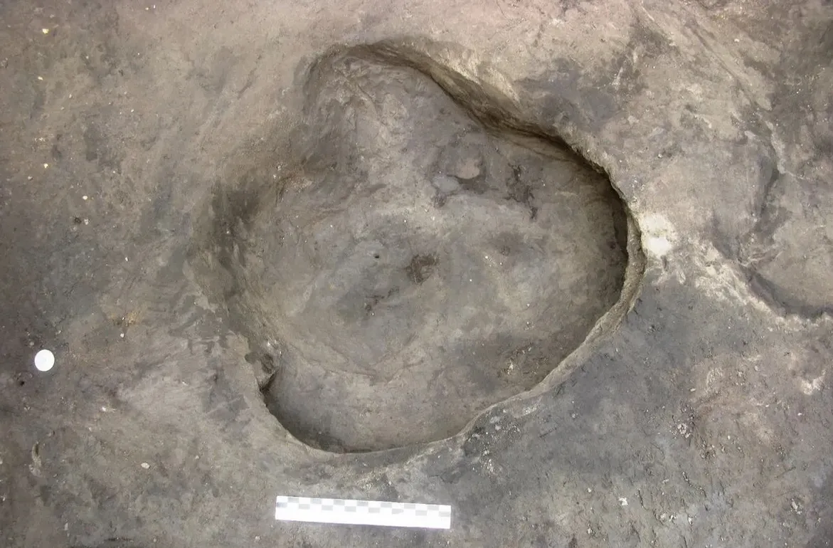 Отпечаток носорога из рода Stephanorhinus.