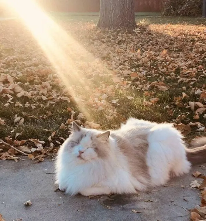 Еще один зверь с квестом.