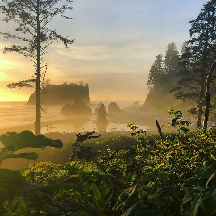 Парк Руби-Бич в Вашингтоне похож на Парк Юрского периода.