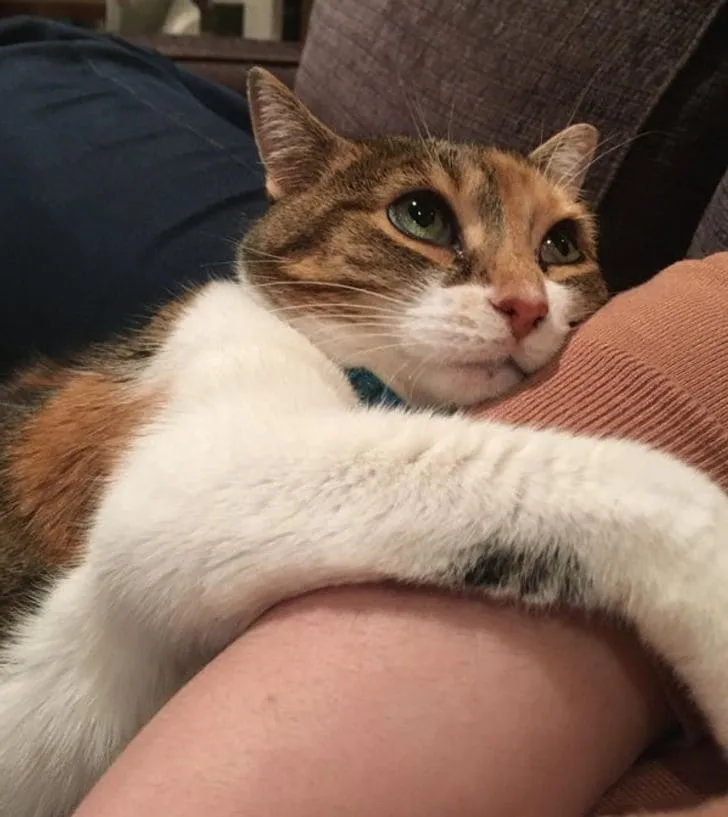 «Когда я взял Пенни из приюта десять лет назад, она была напугана и агрессивна. Сегодня она самая любящая кошка, которую я когда-либо встречал».