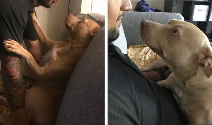 «Моя собака улыбается, когда мой парень возвращается домой».