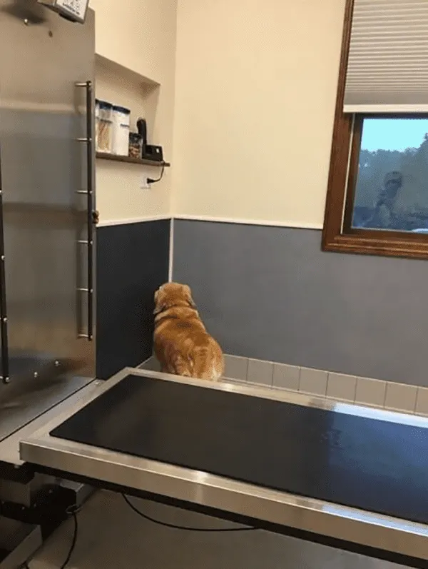 «Я невидимка, я невидимка».