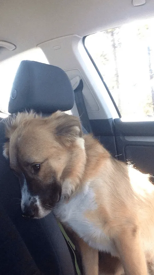 «Опять ветеринар? Зачем ты так со мной?»