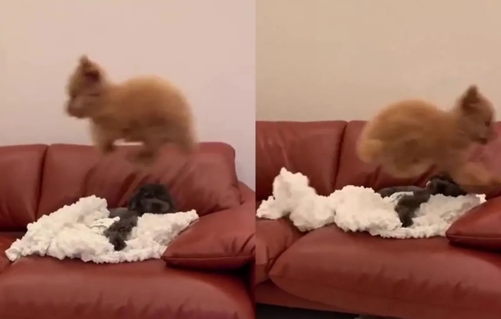 «Экстраверт и интроверт»: гиперактивный пес заставил соцсети хохотать