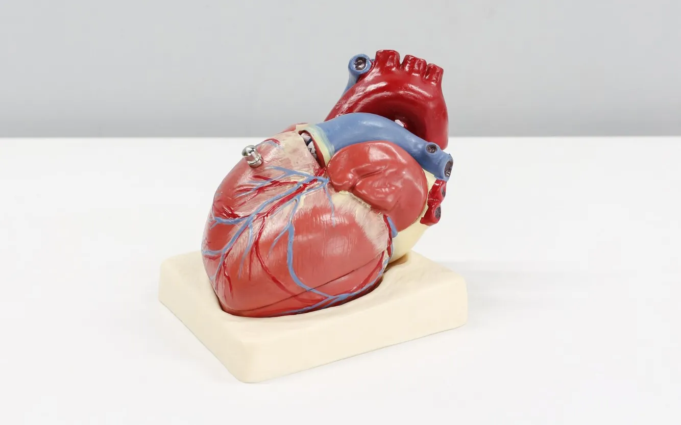 Макет сердца.