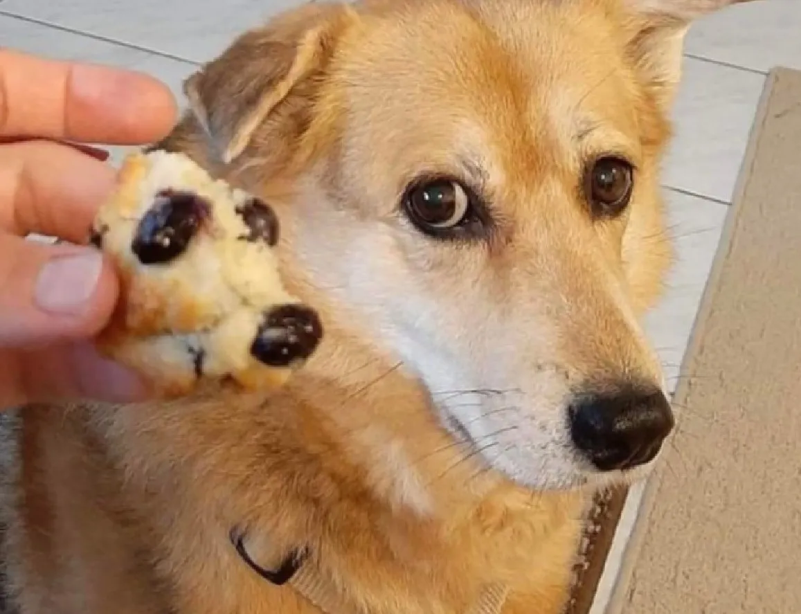 Собакокексик.