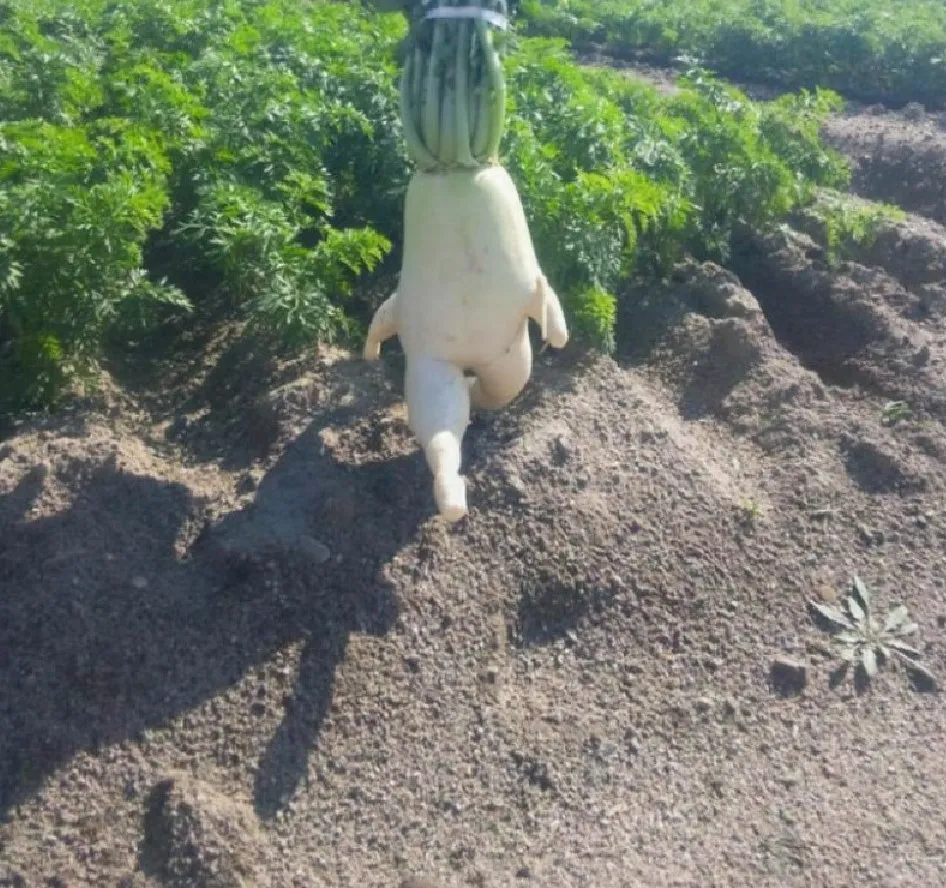 Все любят прогулки.