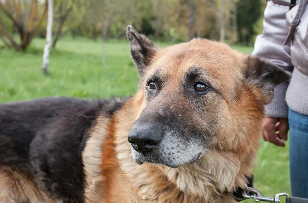 Короткая жизнь собак - грустный факт для хозяина, но плюс для исследований.