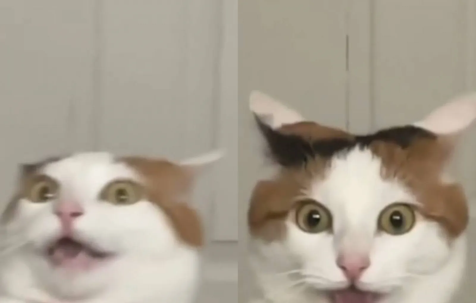 «Ой, фу»: реакция кошки на запах носков рассмешит любого