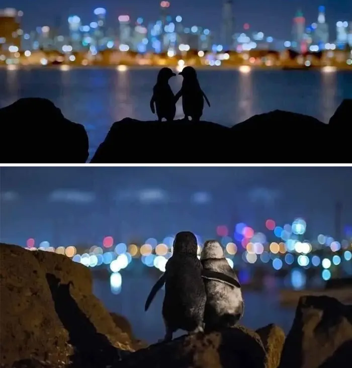 Фотографу Тобиас Баумгертнер удалось запечатлеть двух пингвинов, которые пришли посмотреть на Мельбурн. 