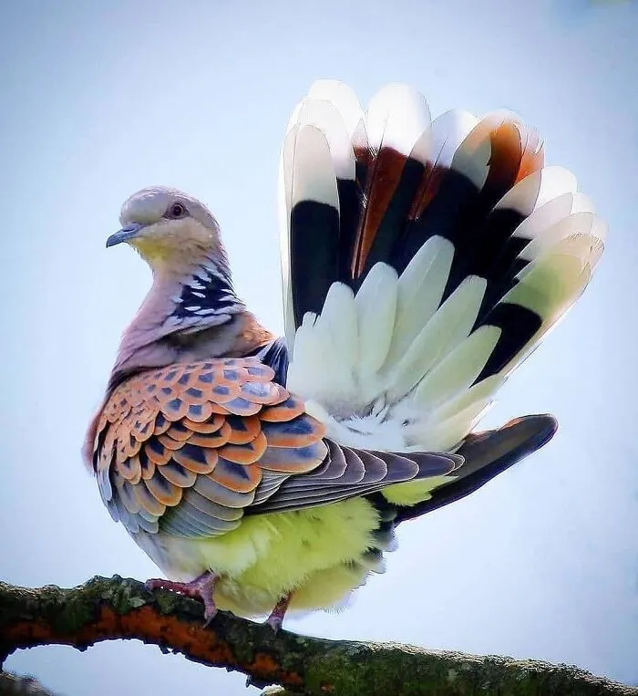 Голубь-черепаха.