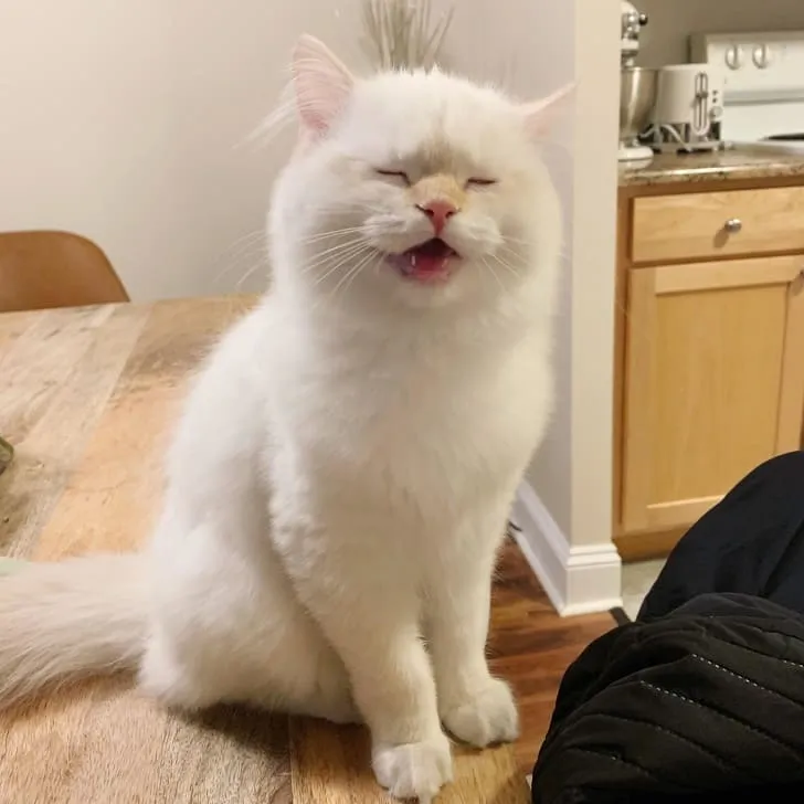 «Когда я говорю своей кошке, что она милая».