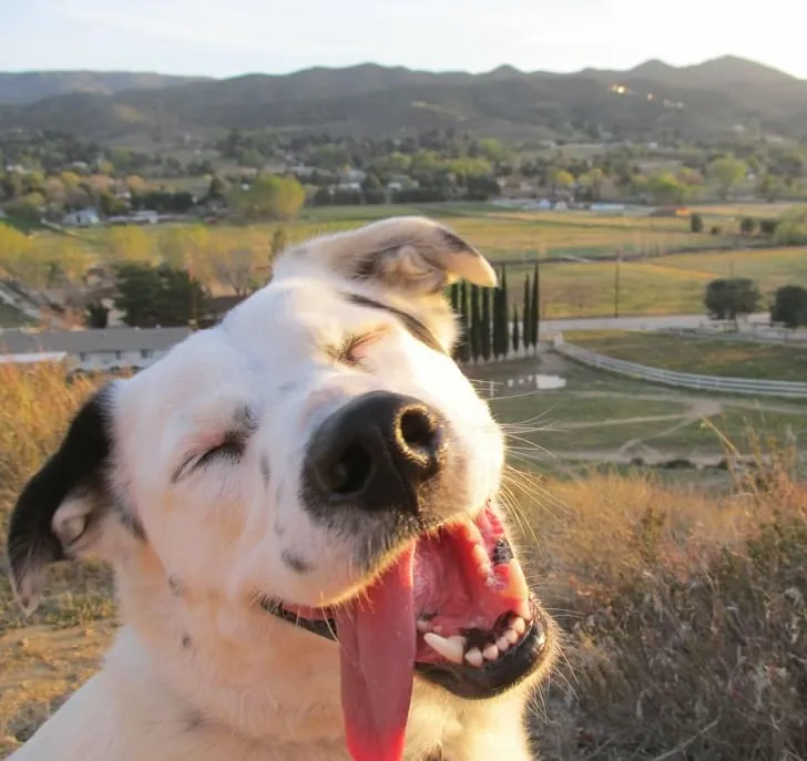 «Мой пес наслаждается солнцем».